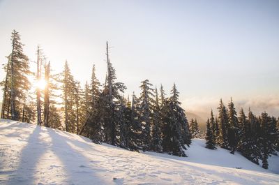 Trees on snow covered field against sky during sunset
