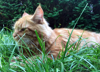 Cat relaxing on field