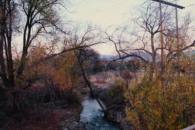 River amidst bare trees in forest