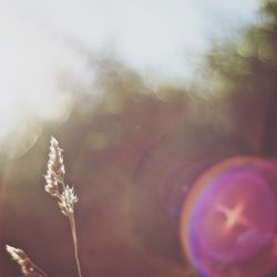 Close-up of plant against blurred background