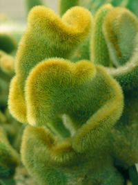 Close-up of yellow flower