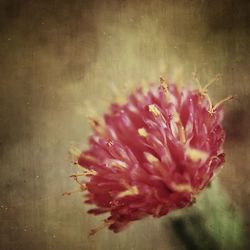 Close-up of red flower