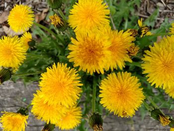 Close-up of yellow flower blooming in park