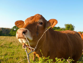 Cow in a field