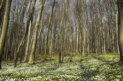 Trees growing in forest