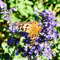 Close-up of butterfly on purple flowers