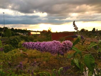 Silhouette of flowers in field against cloudy sky