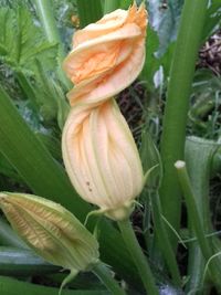 Close-up of flower