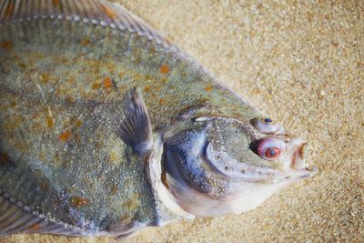 Stranded flat fish on the beach