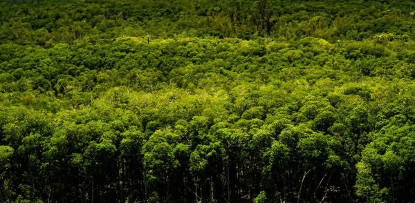 Full frame shot of trees