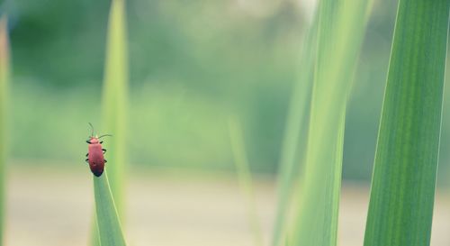 Close-up of insect on green grass