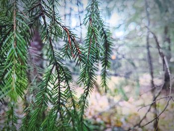 Close-up of pine tree