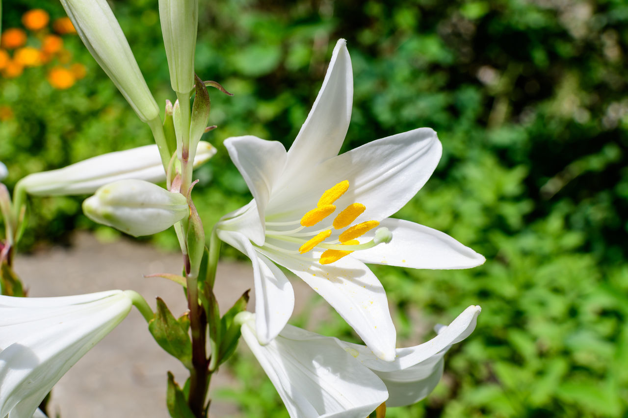 CLOSE-UP OF WHITE FLOWERING PLANT AGAINST BLURRED BACKGROUND