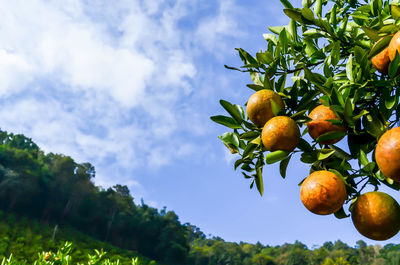 Low angle view of fruits on tree against sky