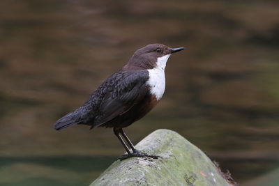 Close-up of bird perching on wood