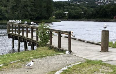 Seagull perching on railing by lake