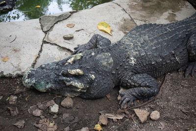 High angle view of crocodile in water