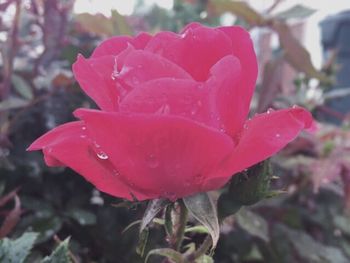 Close-up of wet pink rose blooming outdoors