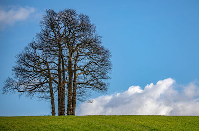 Tree on field against sky