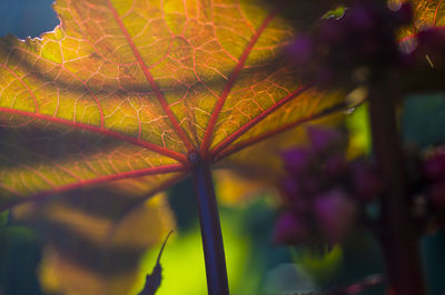 Close-up of raindrops on yellow flowering plant