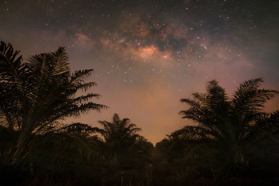 Low angle view of silhouette trees against sky at night