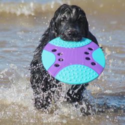 Portrait of dog with ball in swimming pool