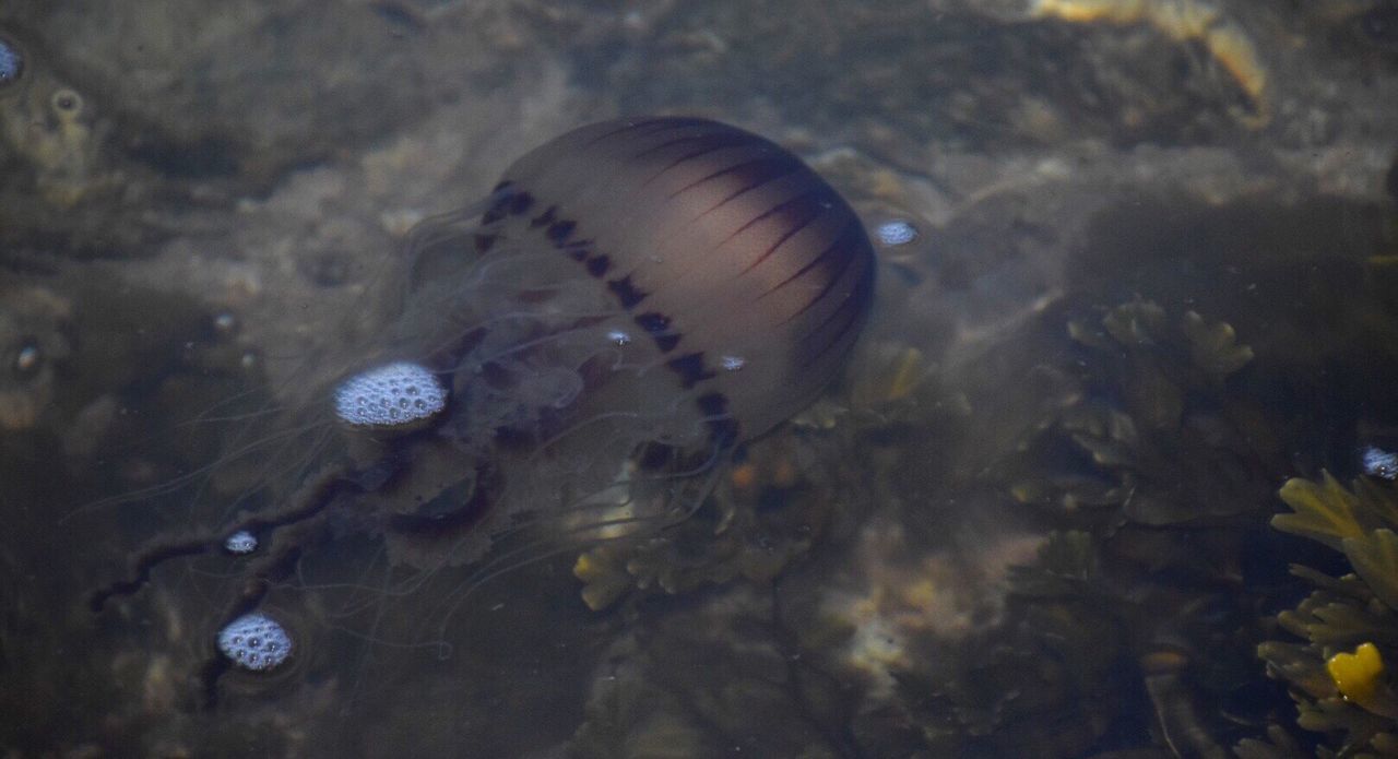 sea life, animal themes, water, swimming, one animal, animals in the wild, underwater, no people, animal wildlife, nature, close-up, undersea, sea, day, outdoors