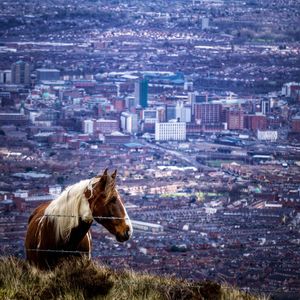 Horse in a city