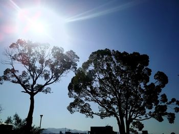 Low angle view of trees against bright sun