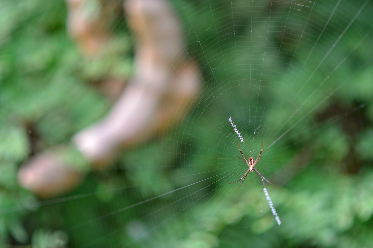 CLOSE-UP OF SPIDER WEB