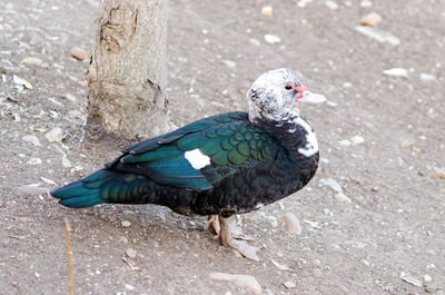 High angle view of bird perching on street