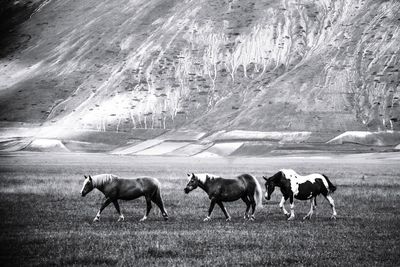 Horses in a field