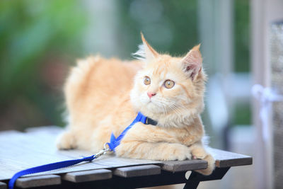 Close-up portrait of a cat