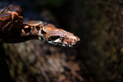 Close-up of snake