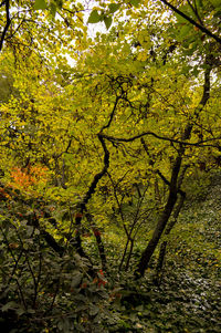 Trees in forest