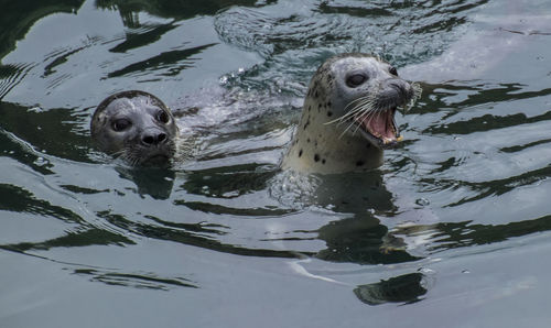 Turtle swimming in water