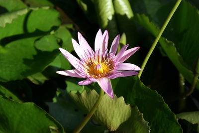 Close-up of purple water lily in pond