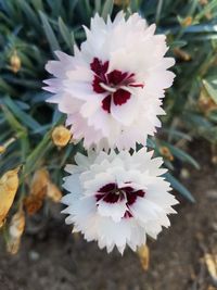 Close-up of pink flowers