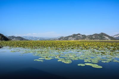 Scenic view of lake against clear blue sky