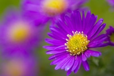 Close-up of purple flower