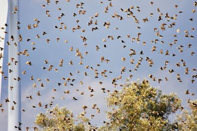 Low angle view of birds flying in the sky