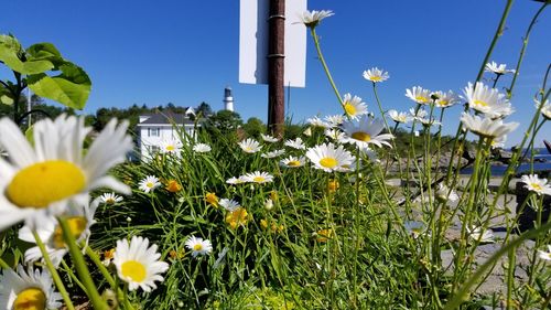 Close-up of white flowering plants growing on field against sky