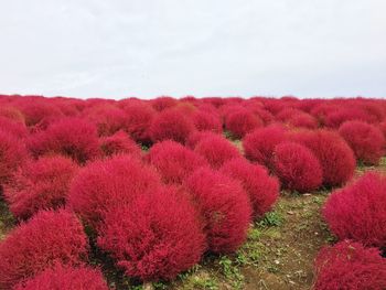 Red flowers growing on landscape against sky