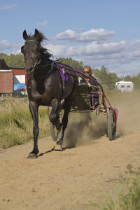 Horse standing on field