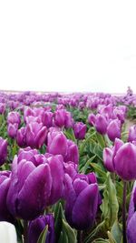 Close-up of purple flowering plants against clear sky