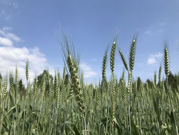 Close-up of wheat growing on field against sky