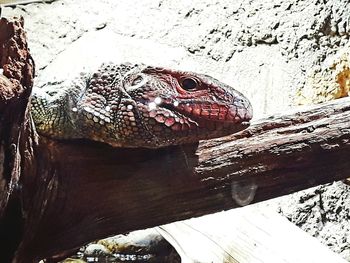 Close-up of a tree trunk