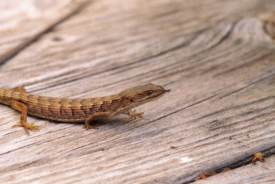 Southern alligator lizard elgaria multicarinata sunning itself on a wood picnic table