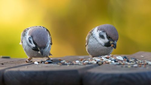 Sparrows hanging on to a birdfeeder in the garden. focus on the bird. 