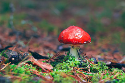 Close-up of fly agaric mushroom growing in forest
